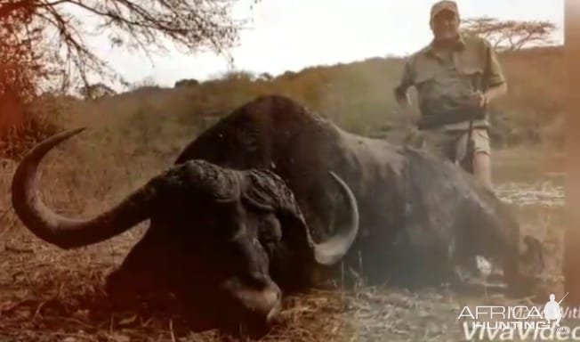 Buffalo Limpopo South Africa