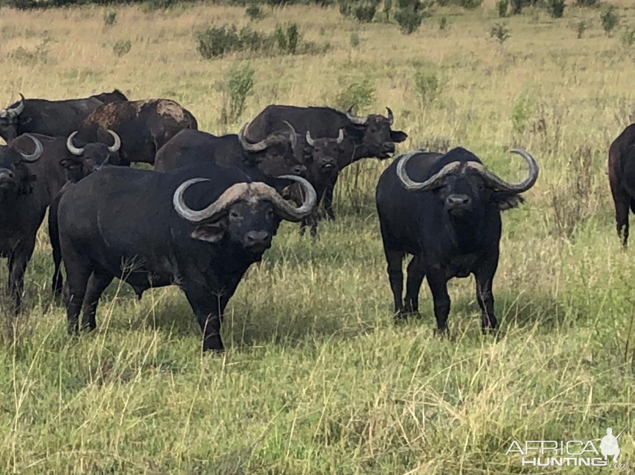 Buffalo Limpopo South Africa