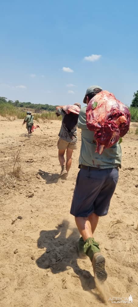 Buffalo Meat Hunt Zimbabwe