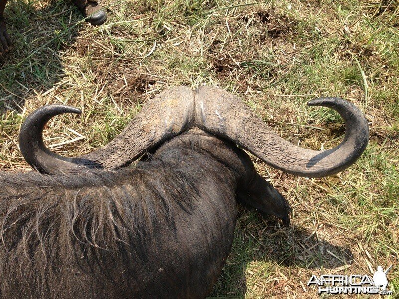 Buffalo Mozambique