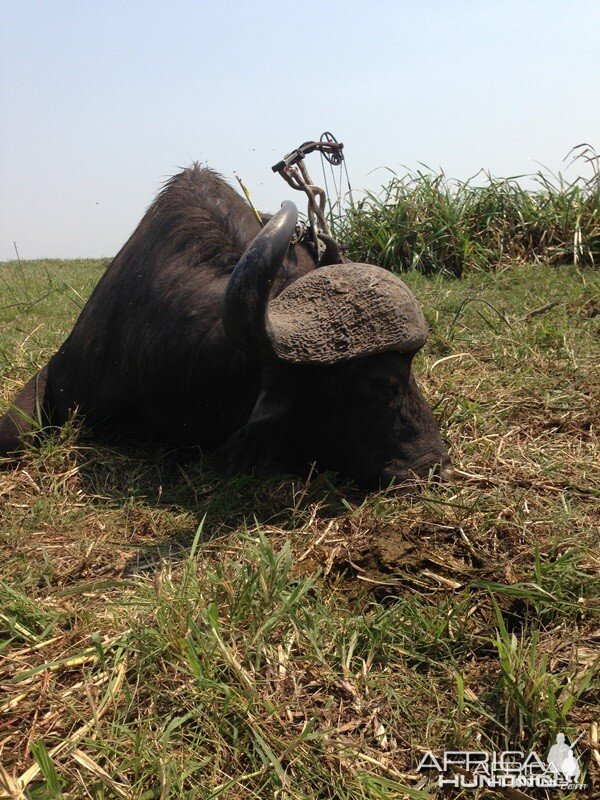 Buffalo Mozambique