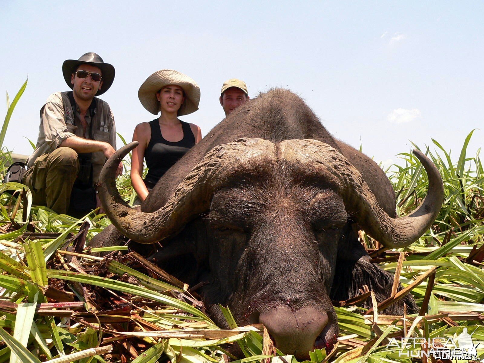 Buffalo Mozambique