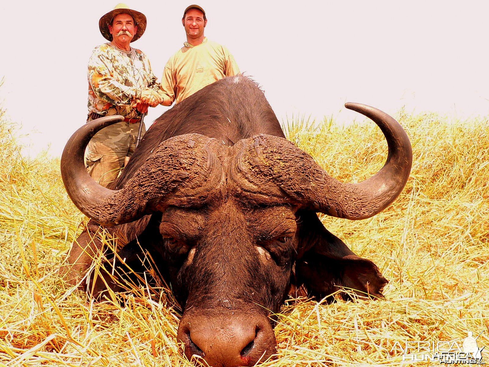 Buffalo Mozambique