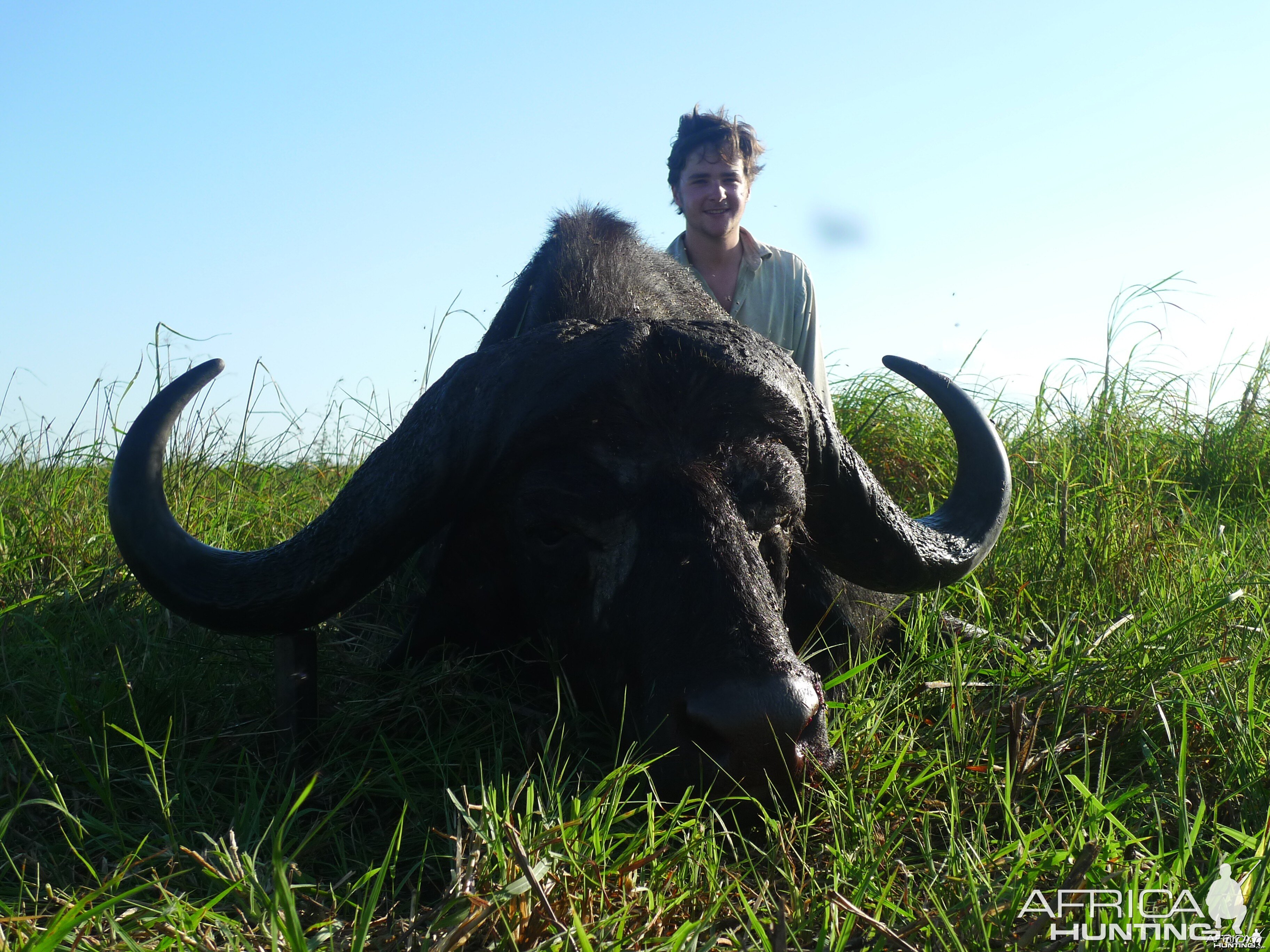 Buffalo Mozambique