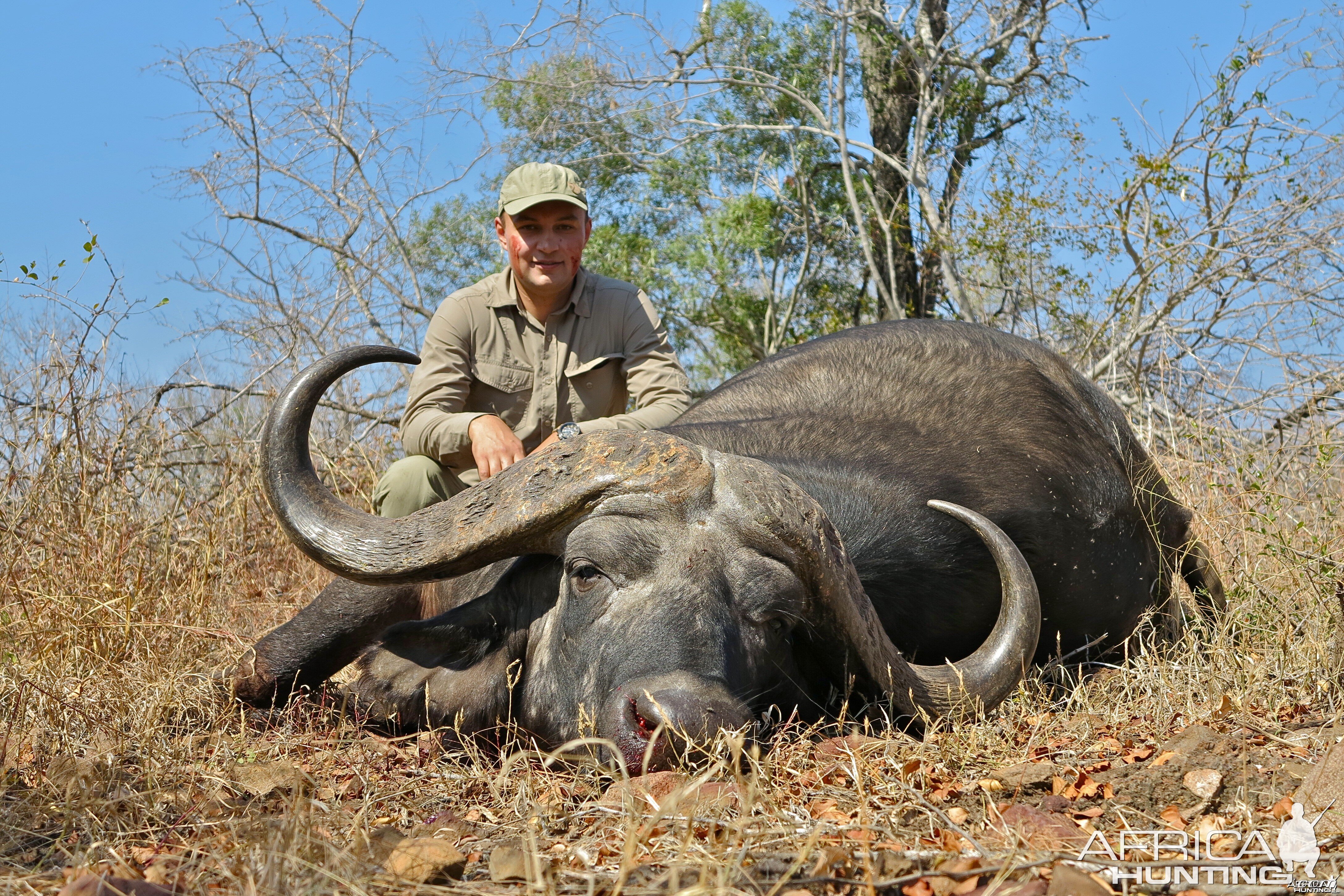 Buffalo ~ Mozambique