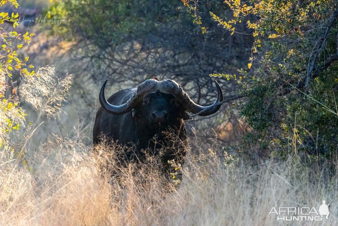 Buffalo Namibia