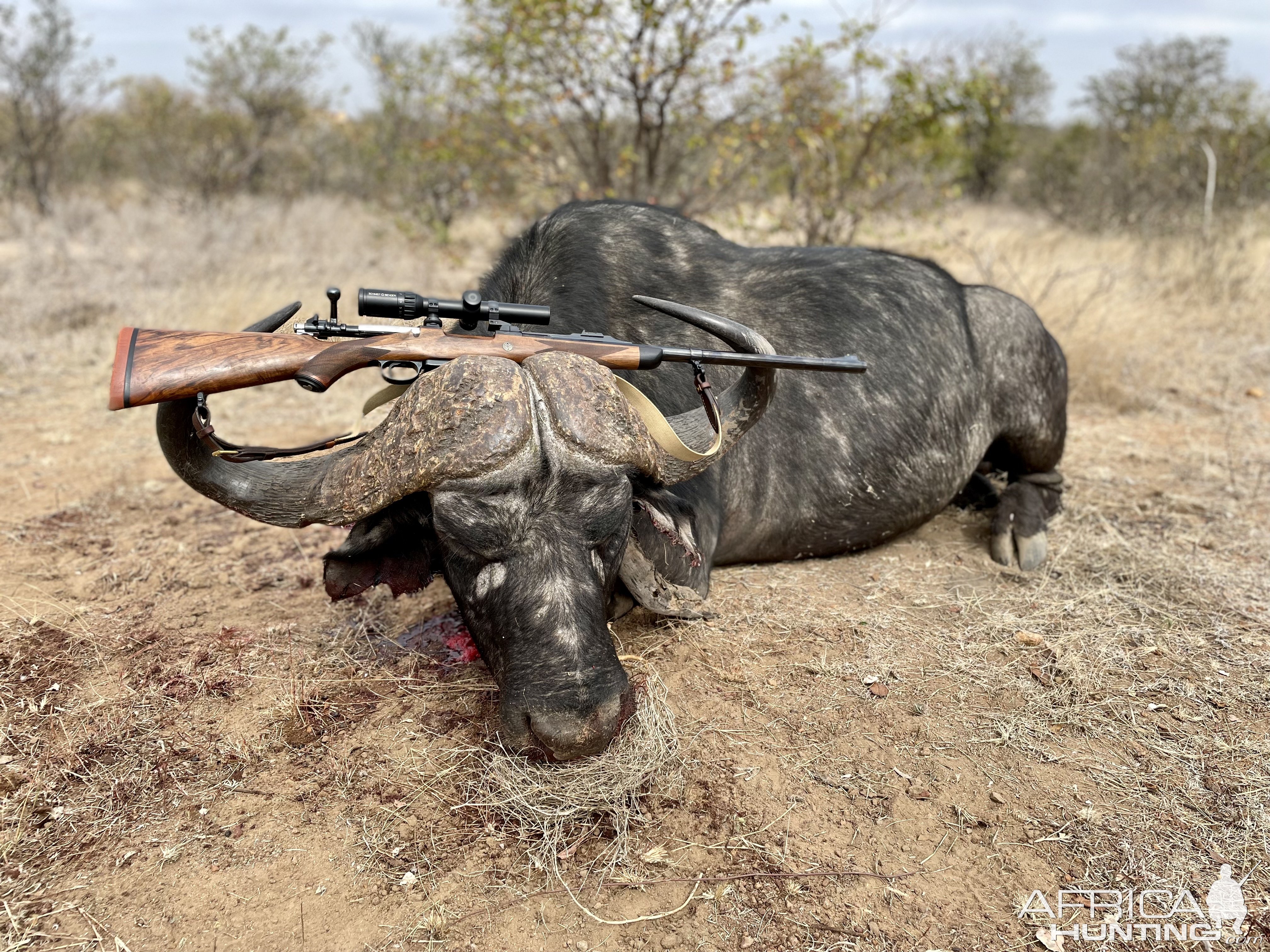 Buffalo North East South Africa