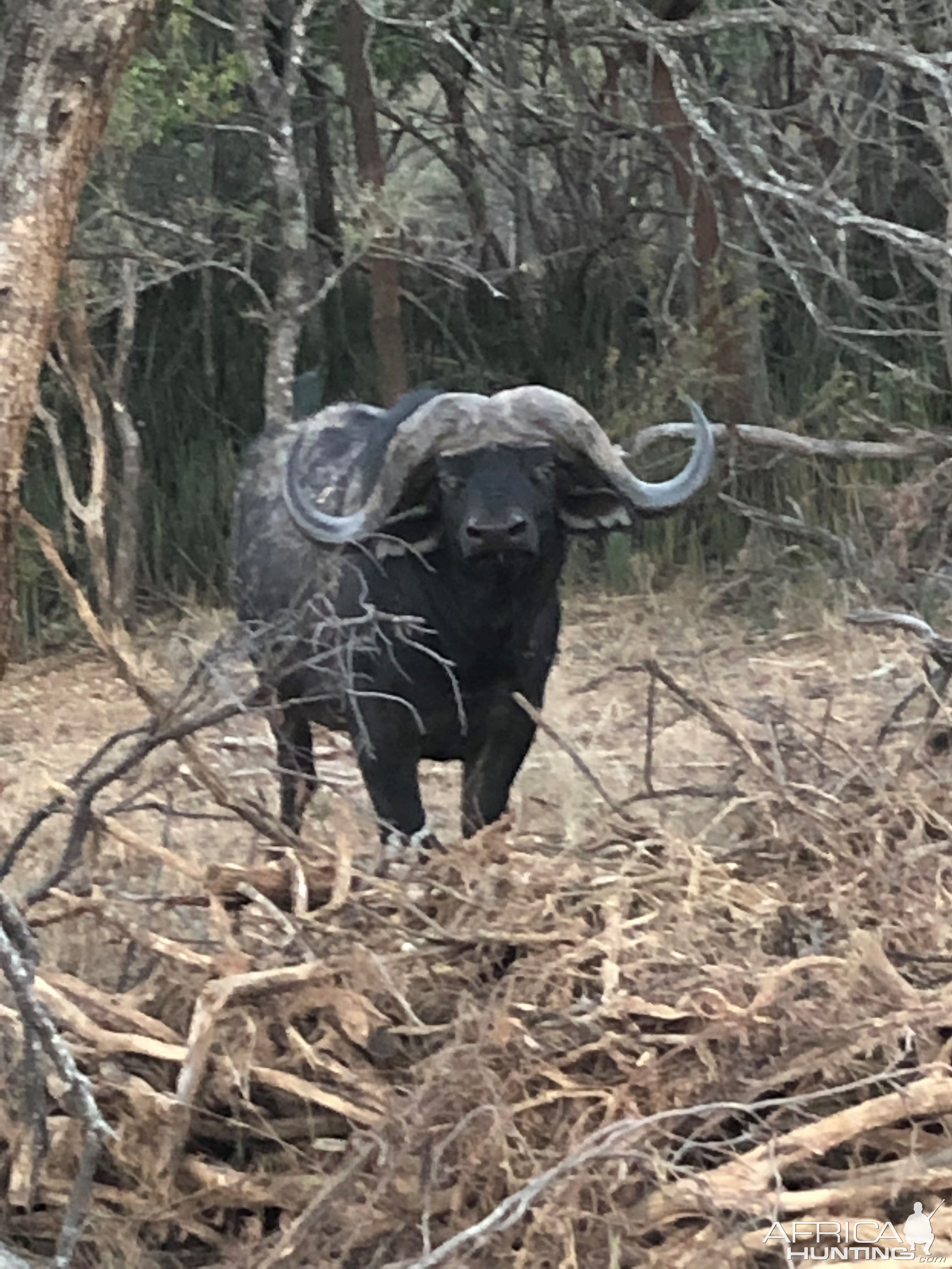 Buffalo On Last Hunting Safari in South Africa