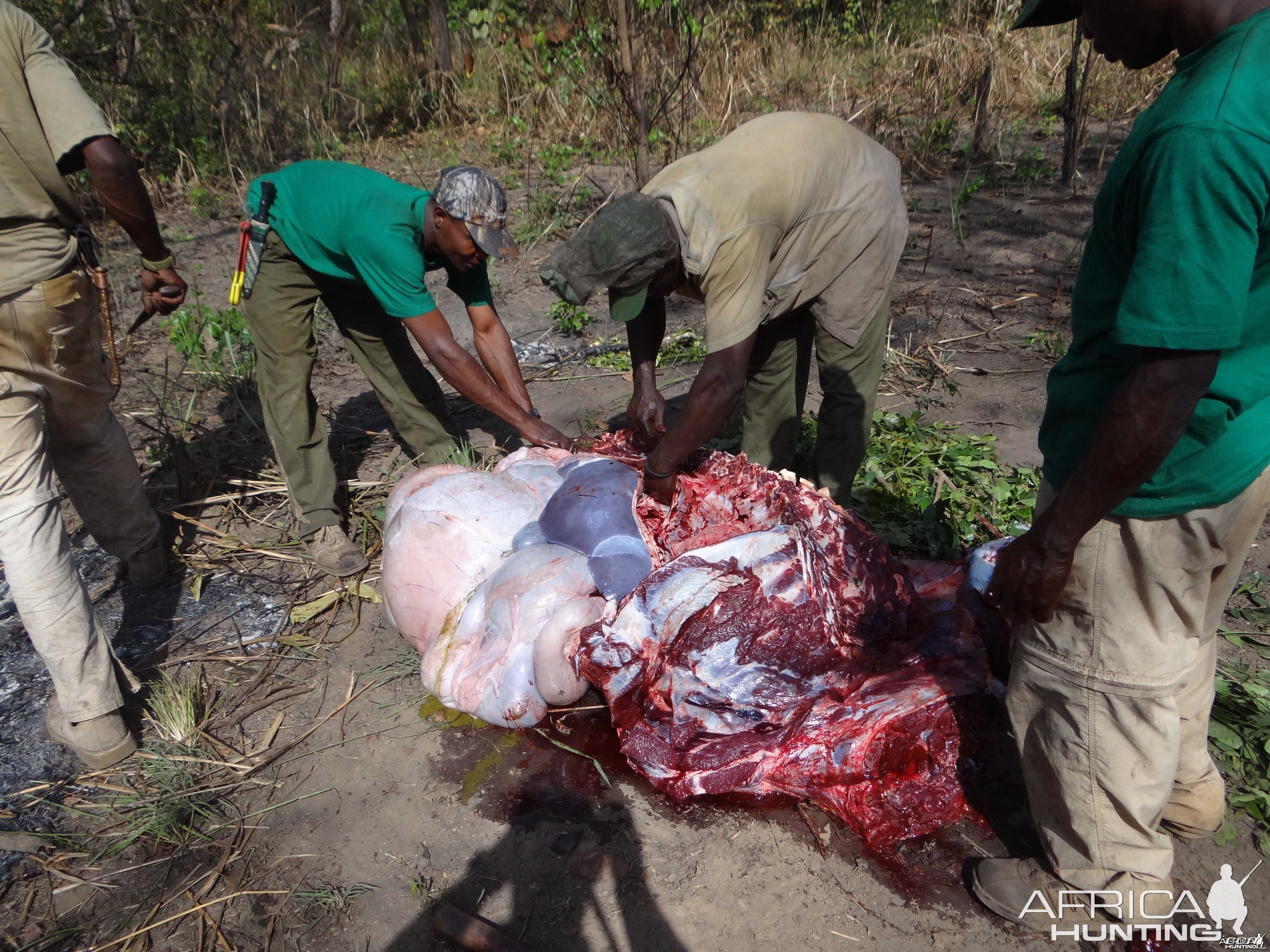 Buffalo organs