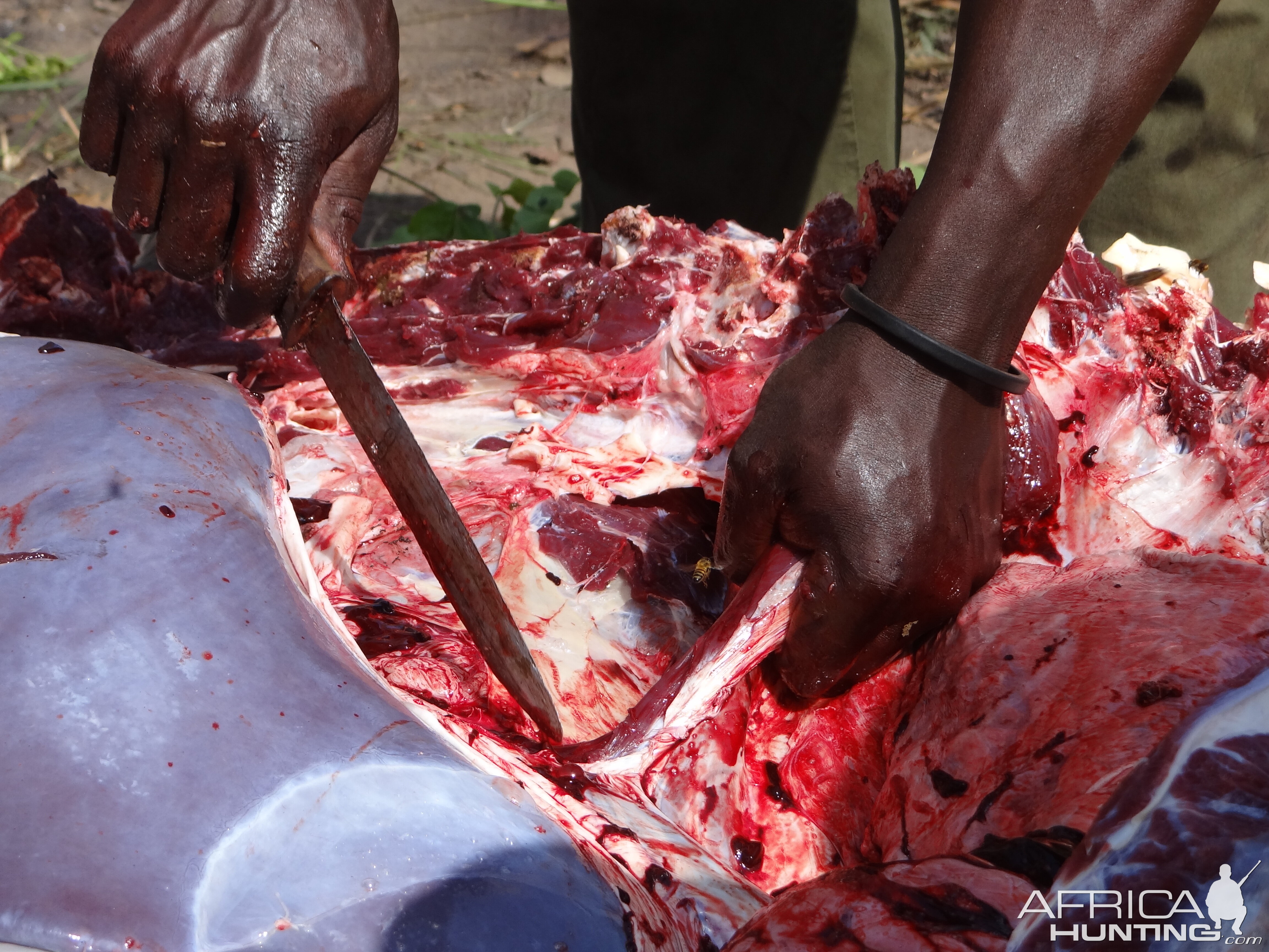 Buffalo organs