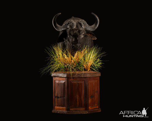 Buffalo Pedestal Mount Taxidermy