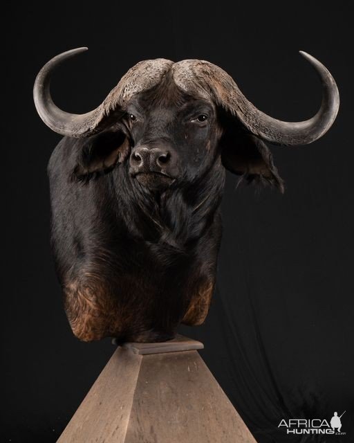 Buffalo Pedestal mount Taxidermy