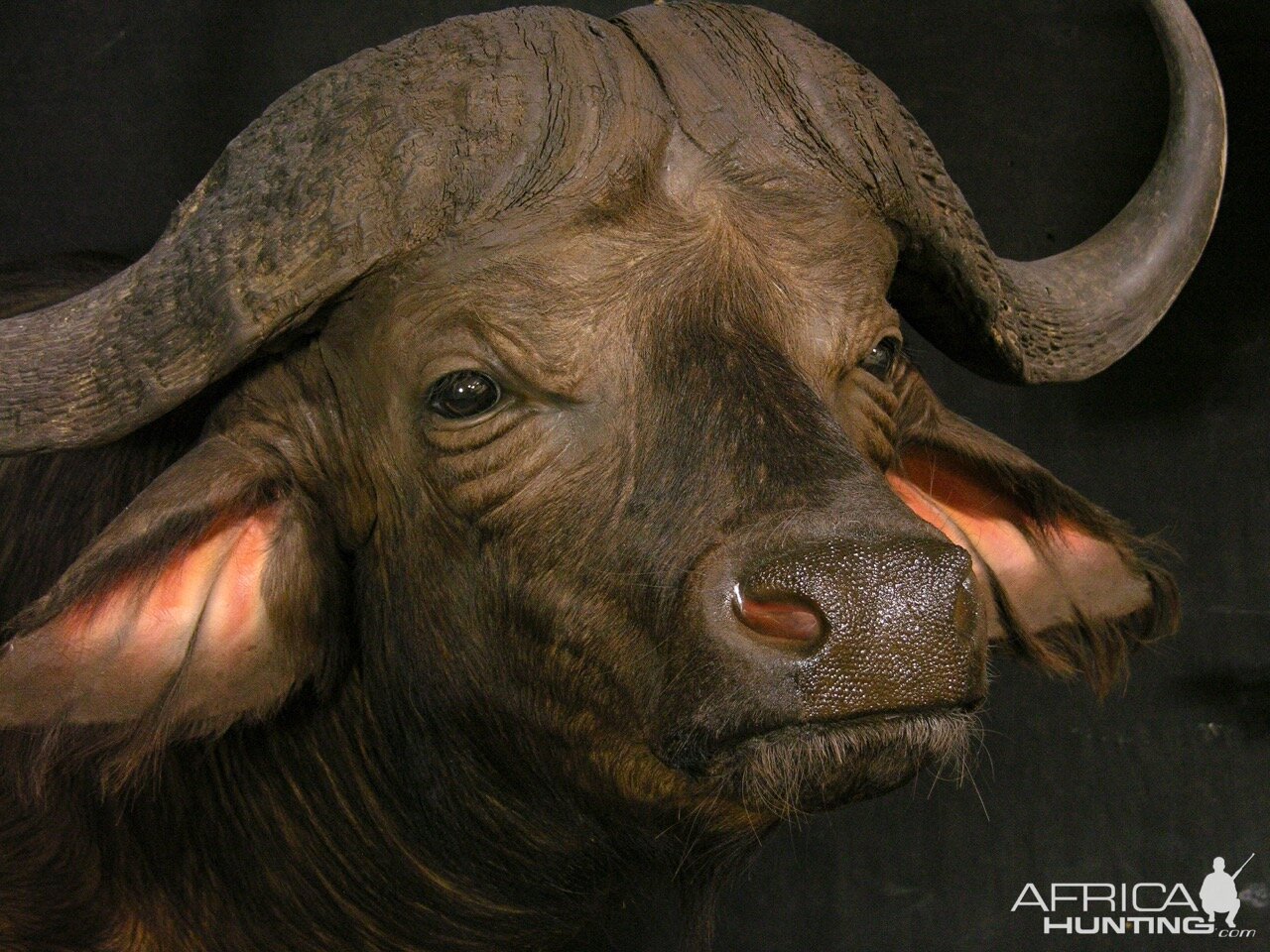 Buffalo Pedestal Mount Taxidermy