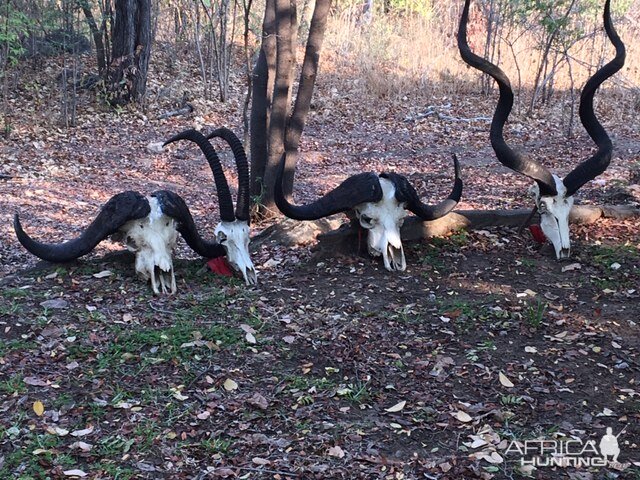 Buffalo & Sable & Kudu Skulls