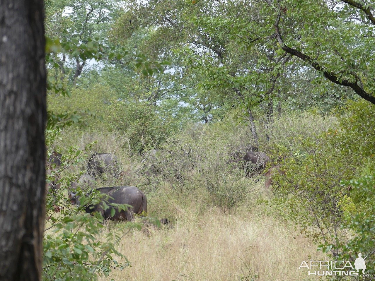 Buffalo Savé Valley Zimbabwe