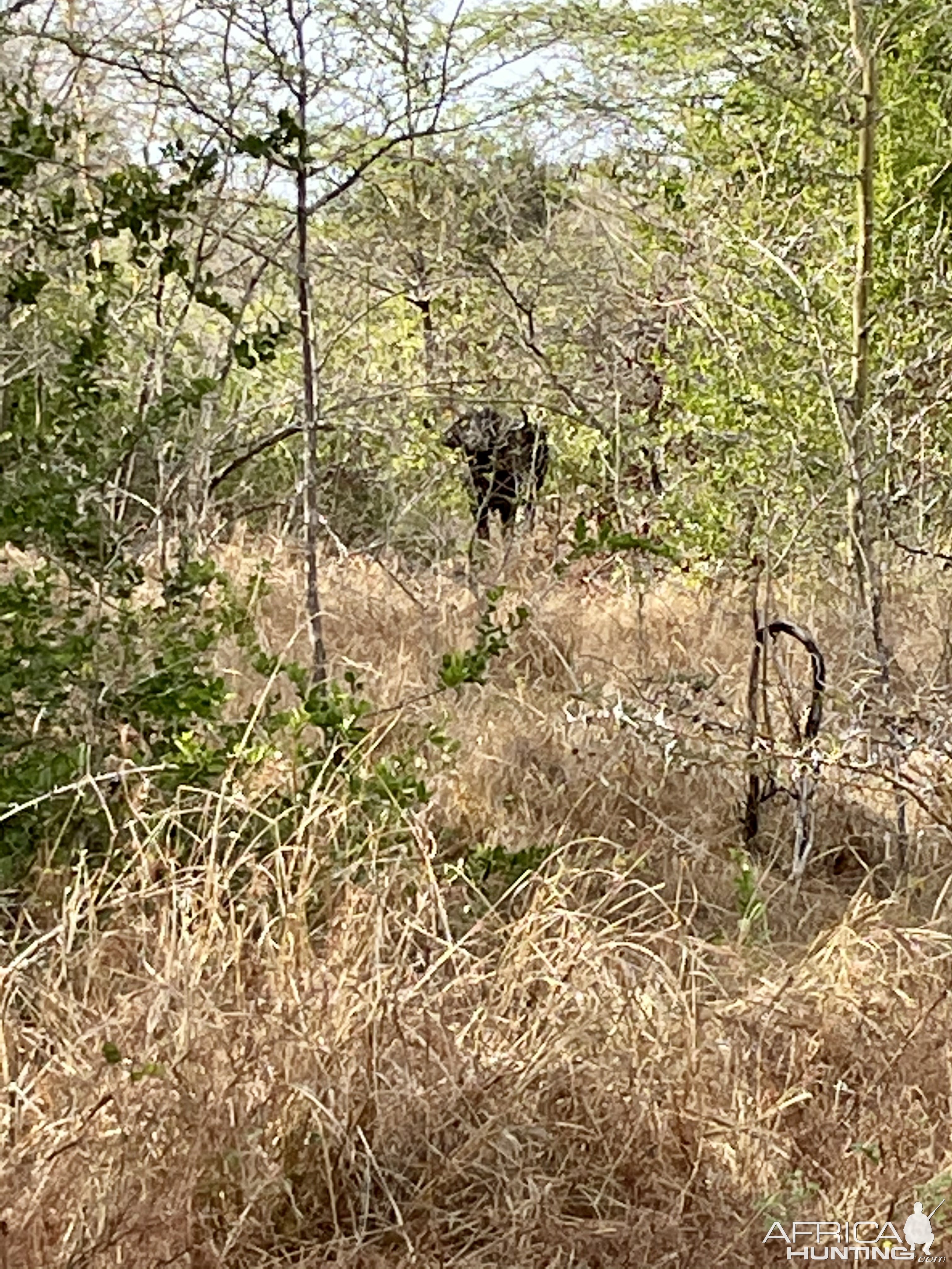 Buffalo Selous Game Reserve Tanzania