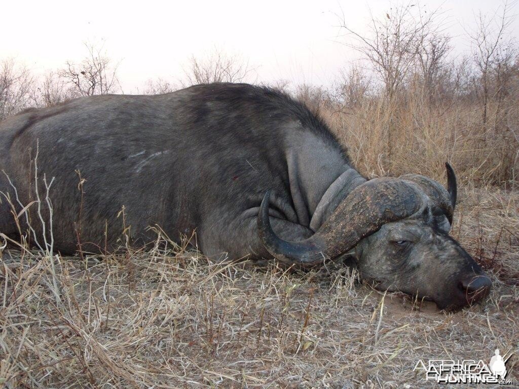 Buffalo Sengwe 1 Big Game Area Zimbabwe