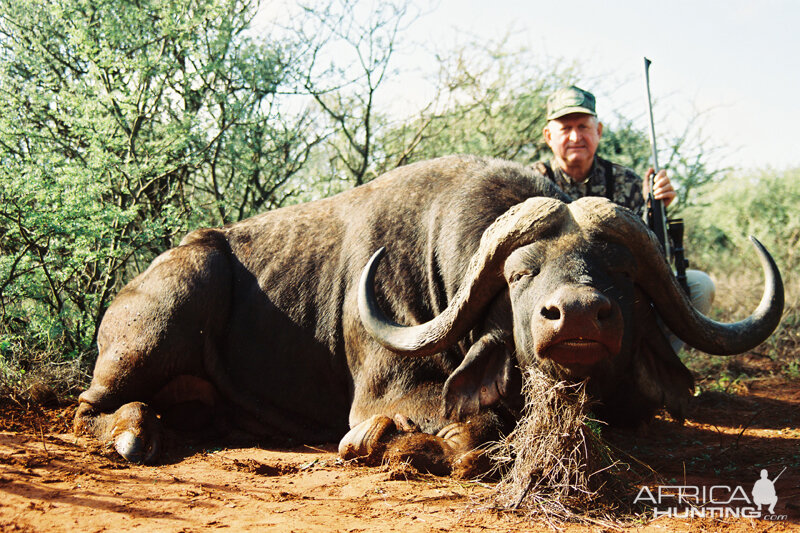 Buffalo Sengwe Zimbabwe with Wintershoek Johnny Vivier Safaris