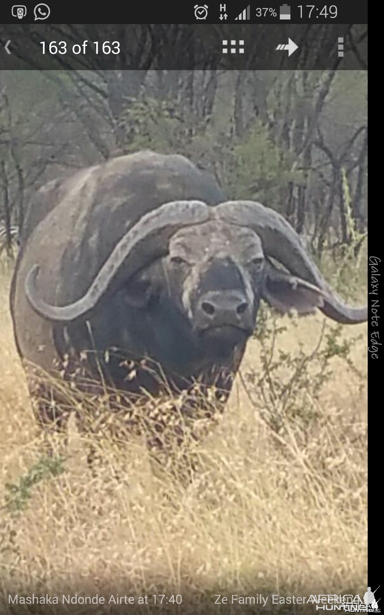 Buffalo Serengeti Tanzania