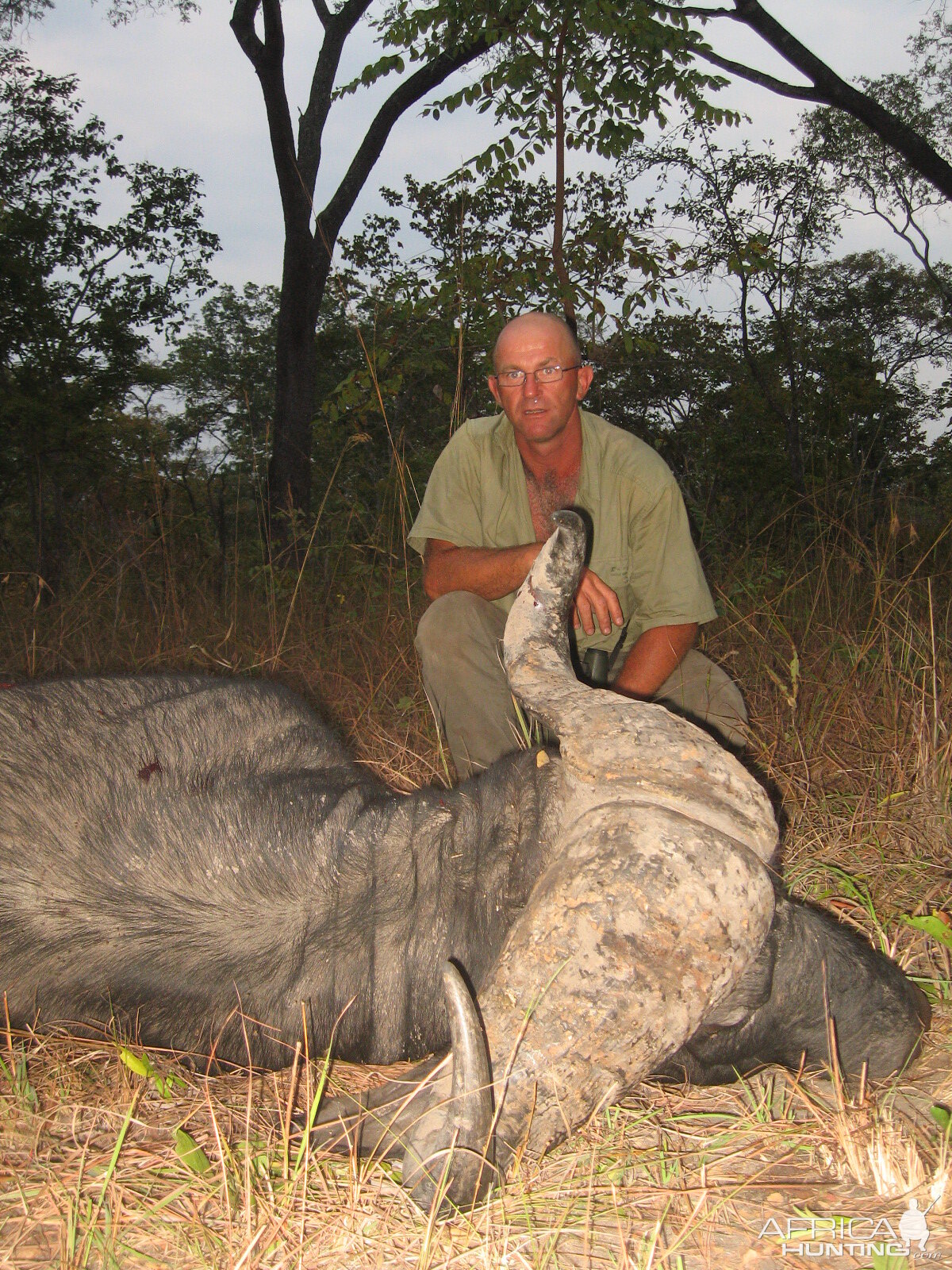 Buffalo shot in a group of 3 males... Tanzania