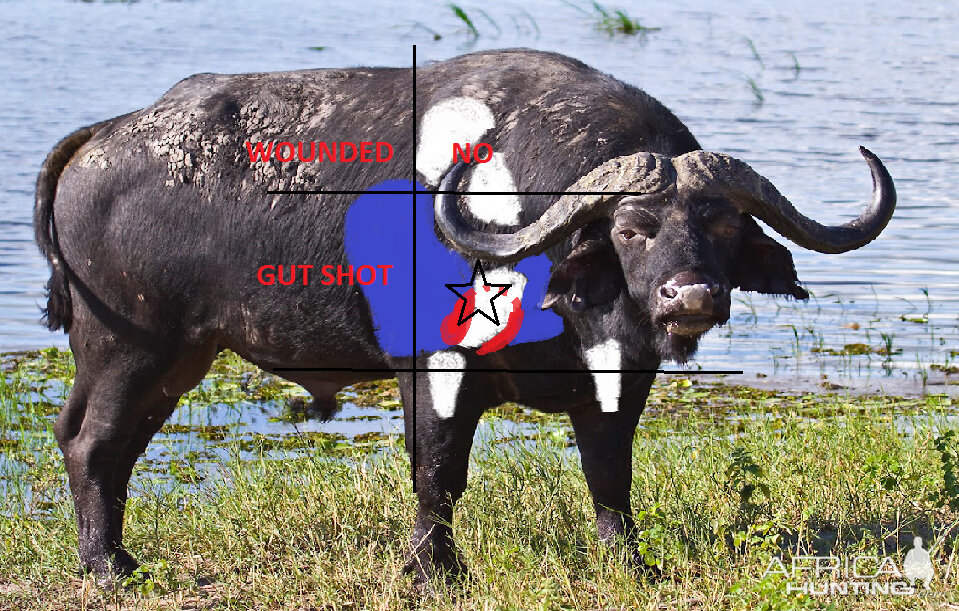 Buffalo Shot Placement