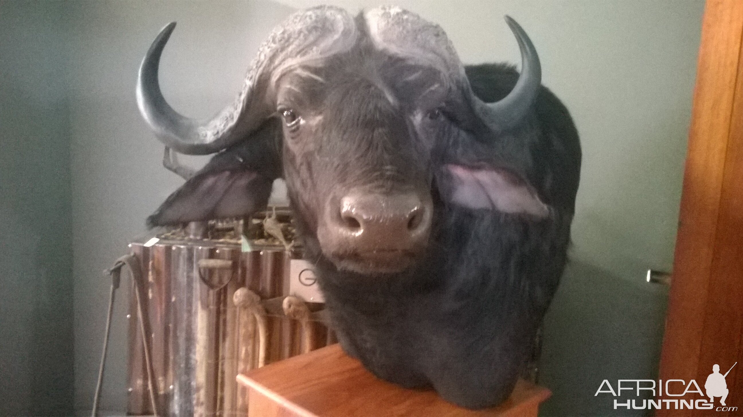 Buffalo Shoulder Mount Pedestal Taxidermy