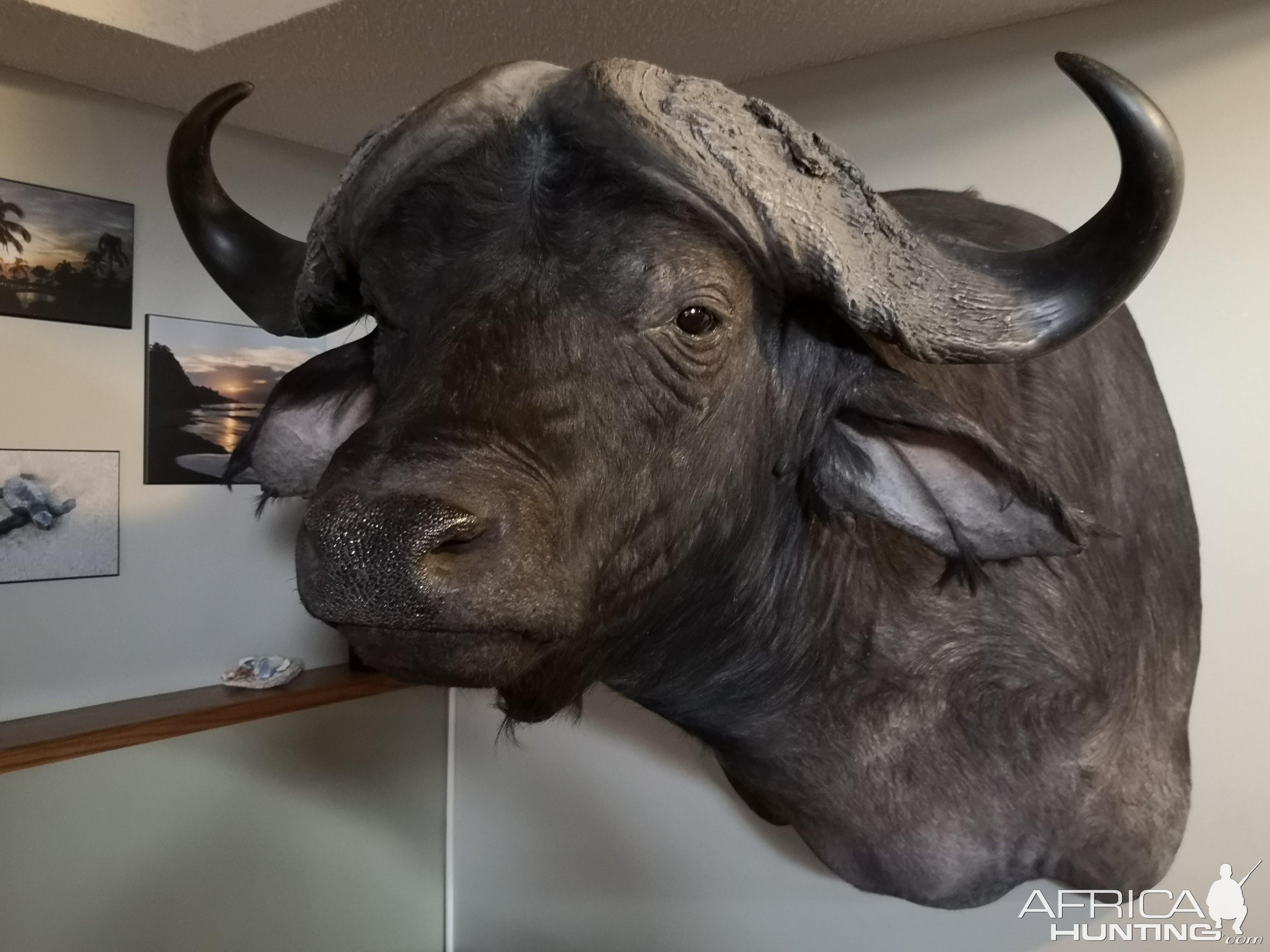 Buffalo Shoulder Mount Taxidermy