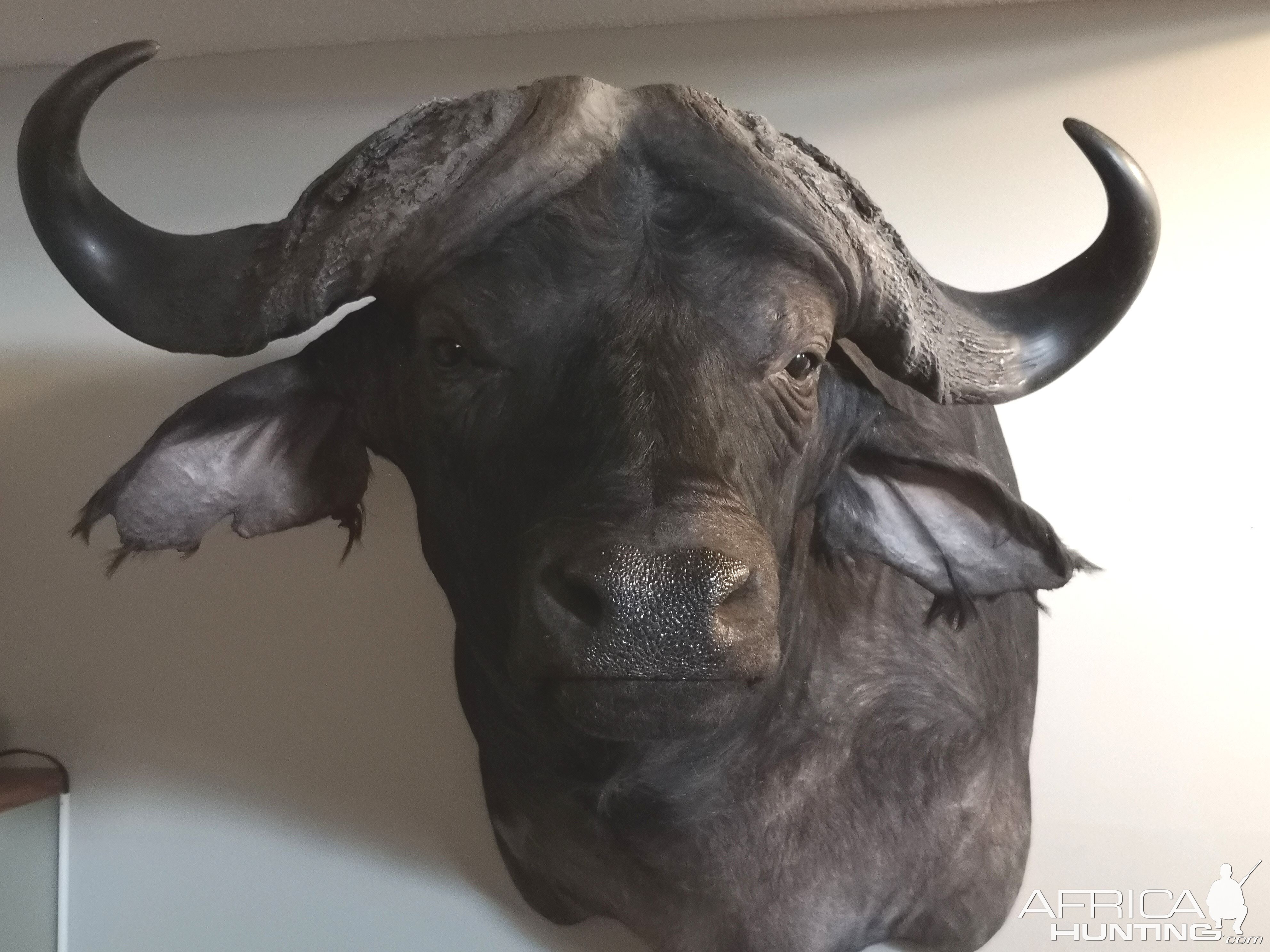 Buffalo Shoulder Mount Taxidermy