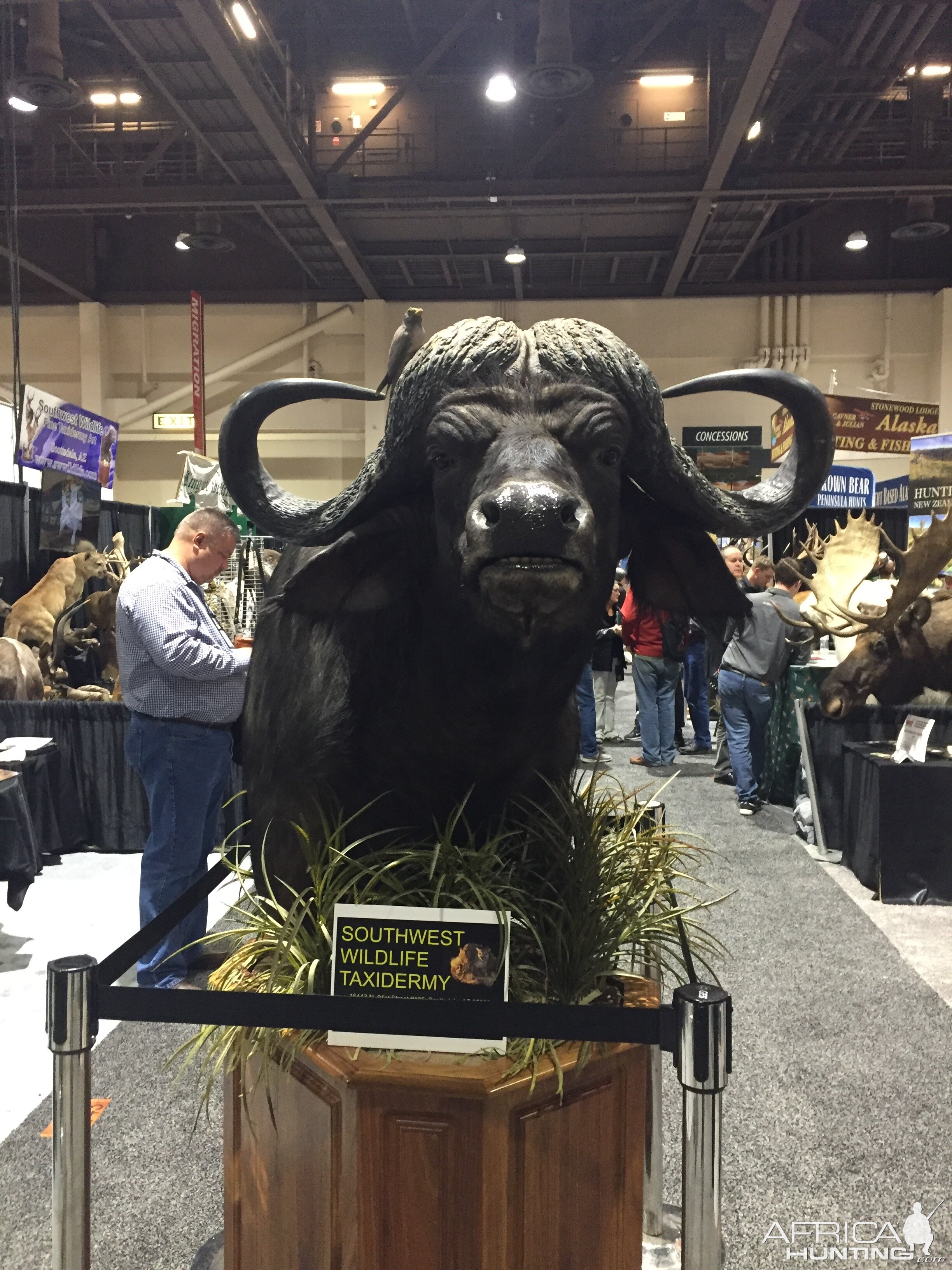 Buffalo Shoulder Mount Taxidermy