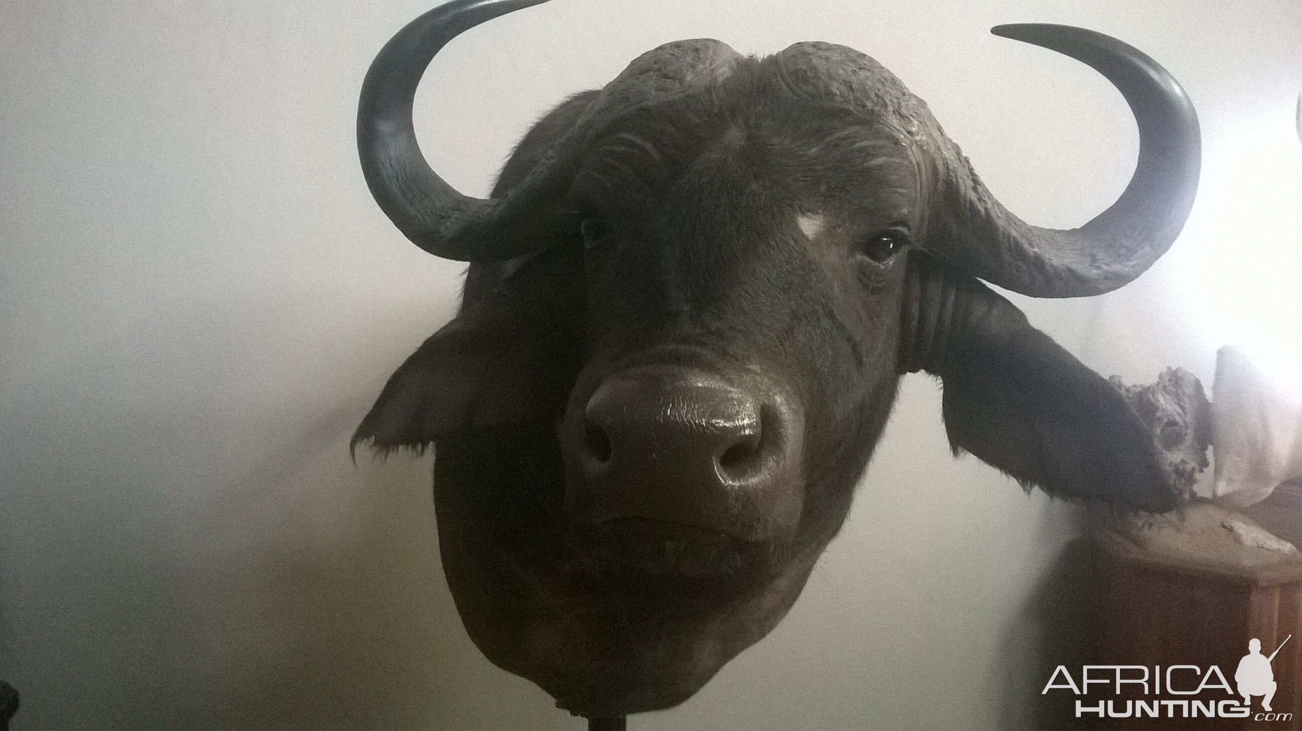 Buffalo Shoulder Mount Taxidermy