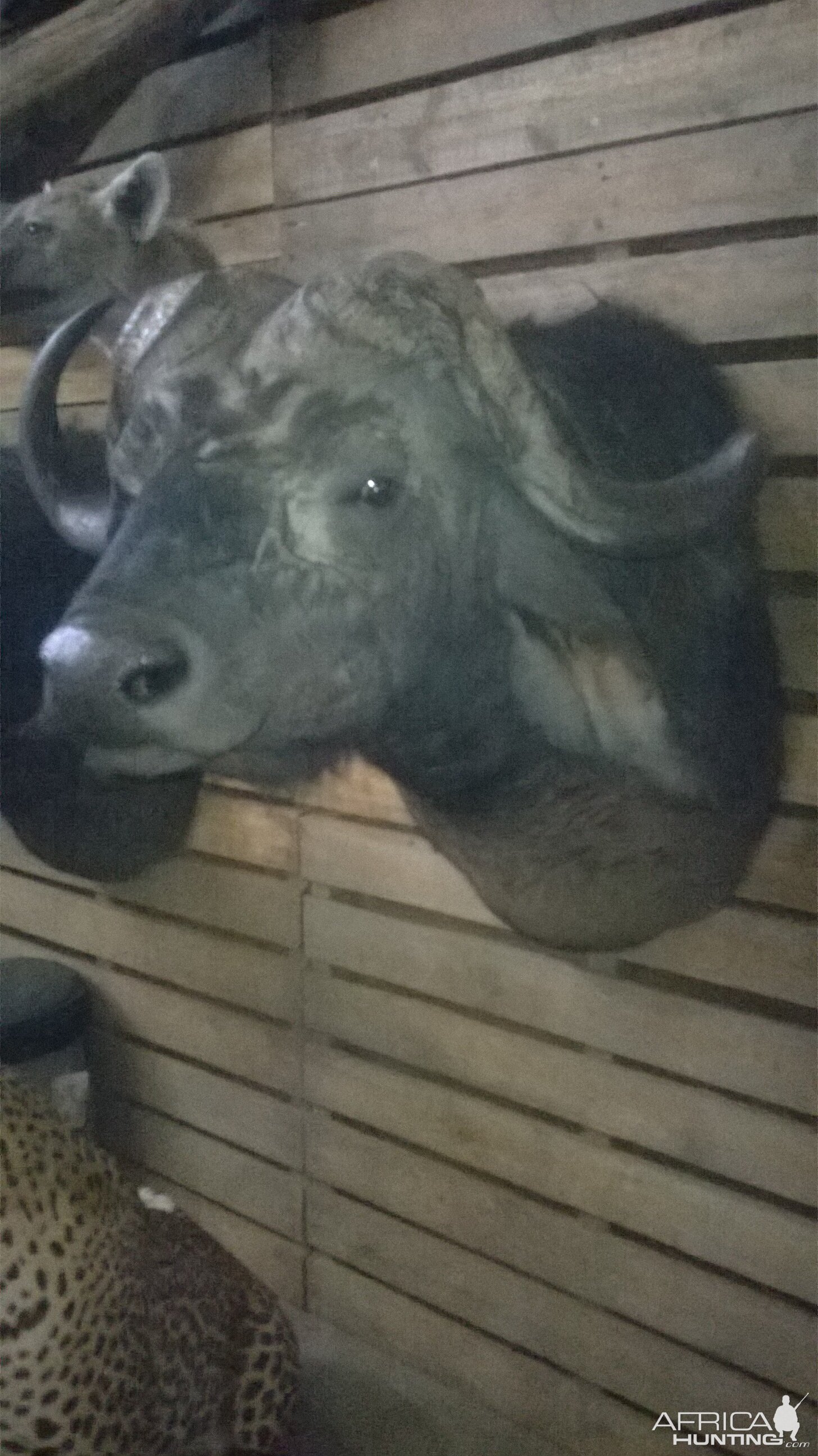 Buffalo Shoulder Mount Taxidermy