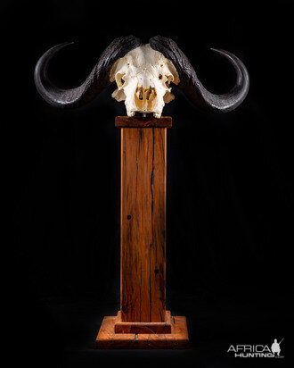 Buffalo Skull Pedestal Taxidermy