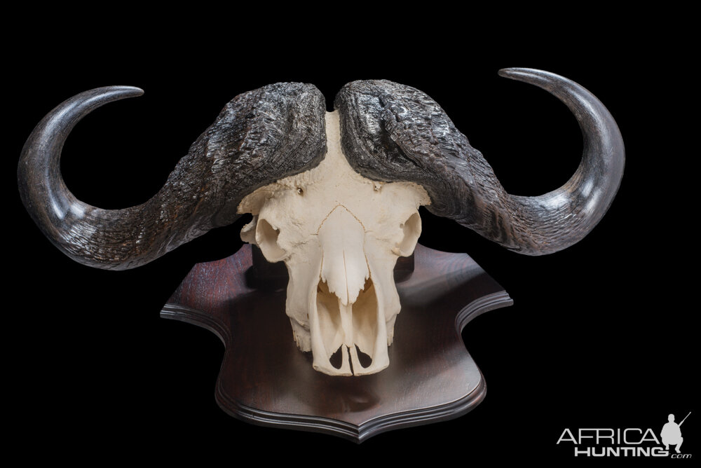 Buffalo Skull Shield Mount