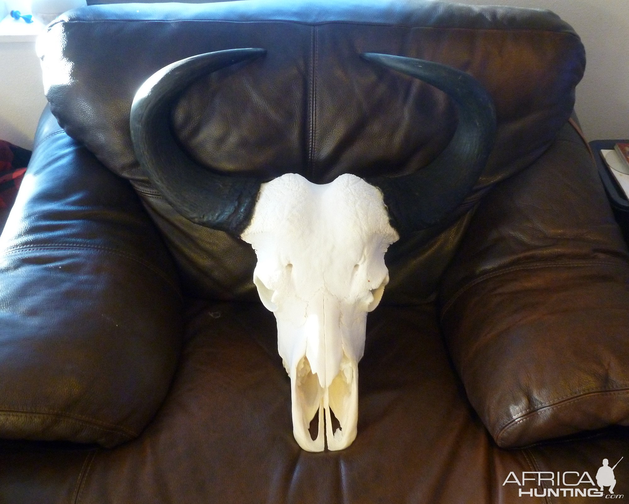 Buffalo Skull Taxidermy