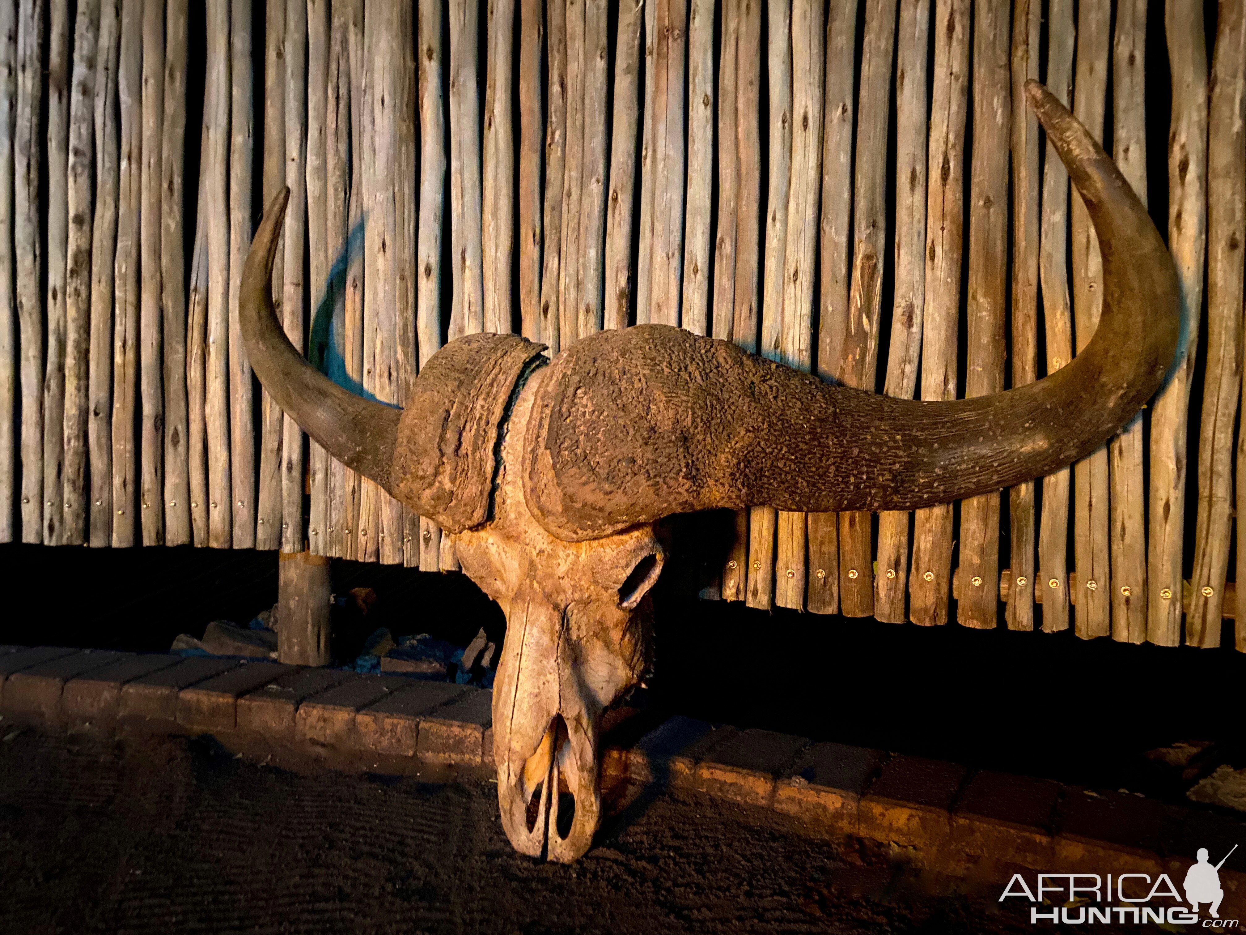 Buffalo Skull