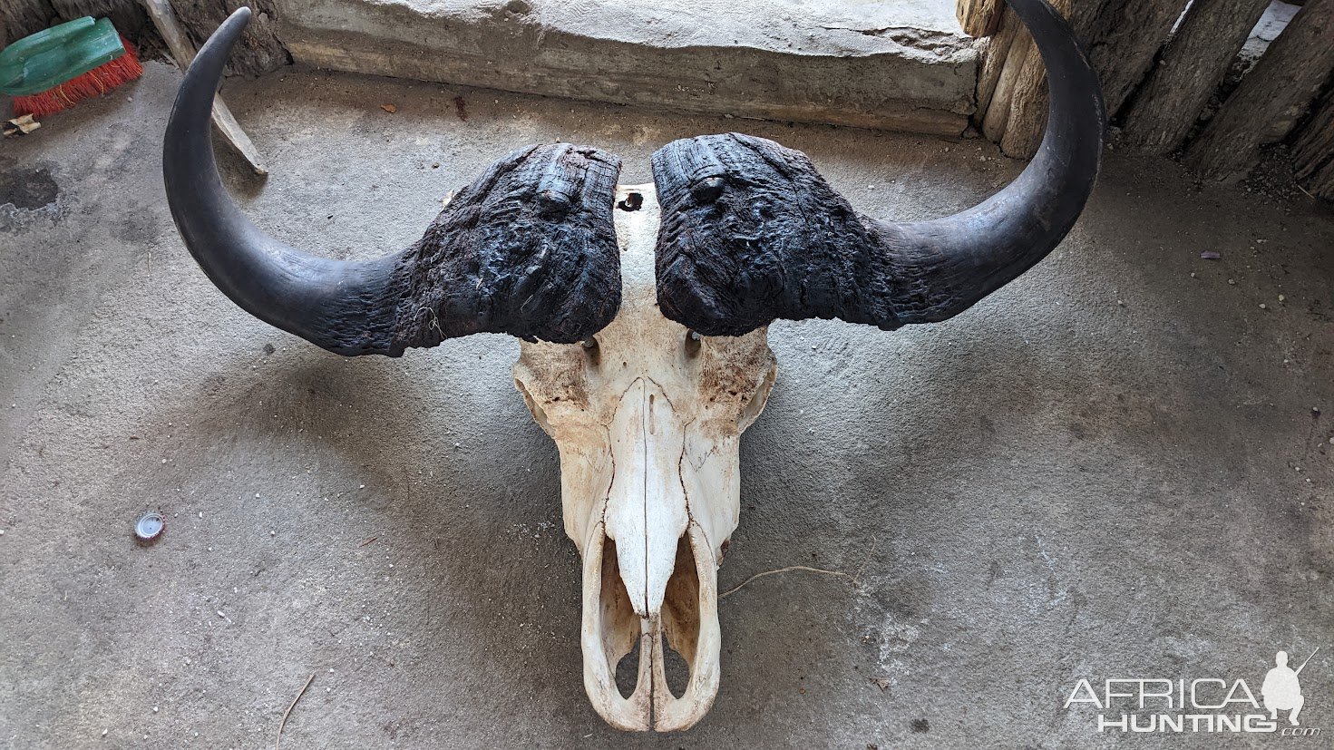 Buffalo Skull