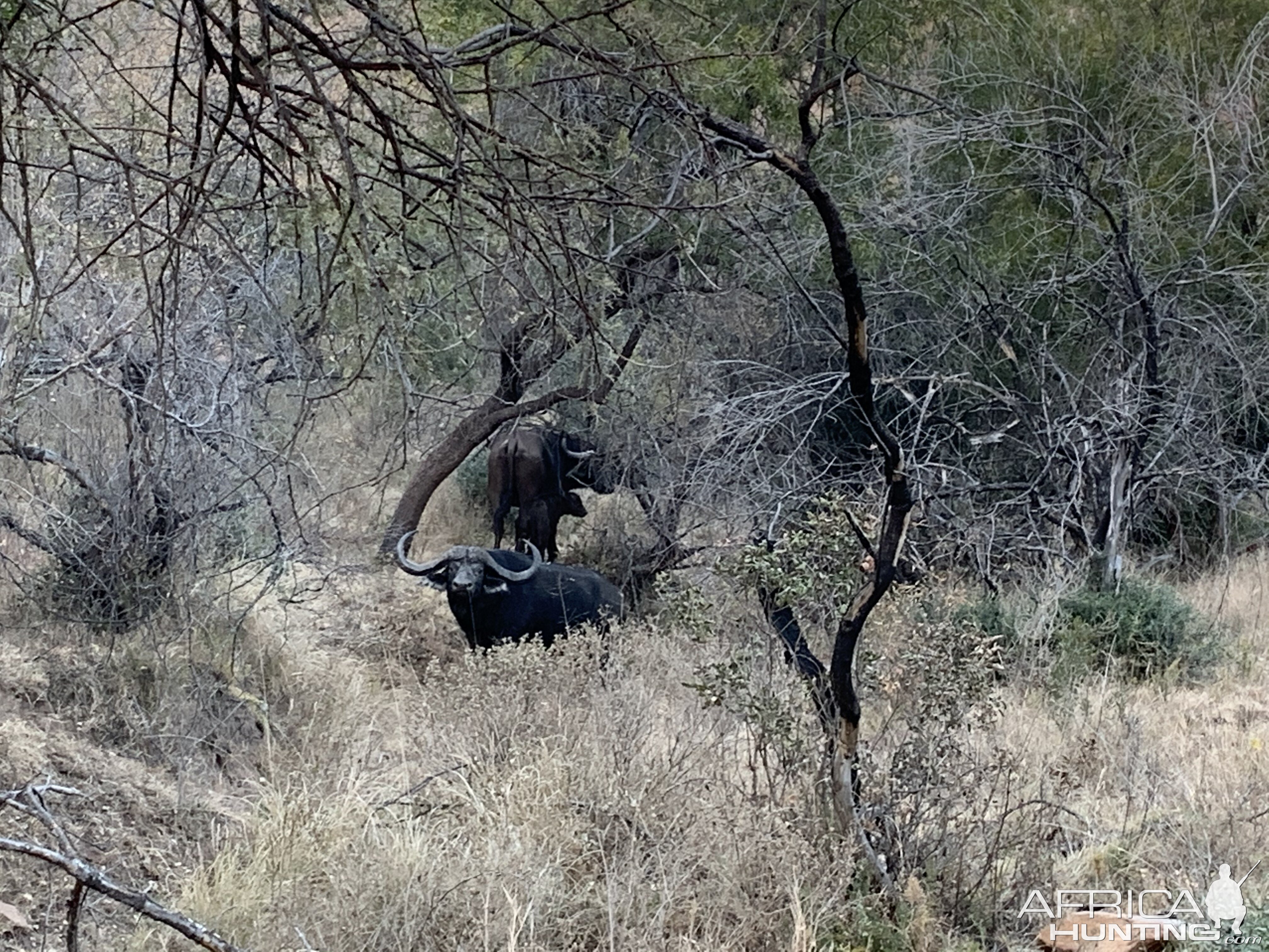 Buffalo South Africa