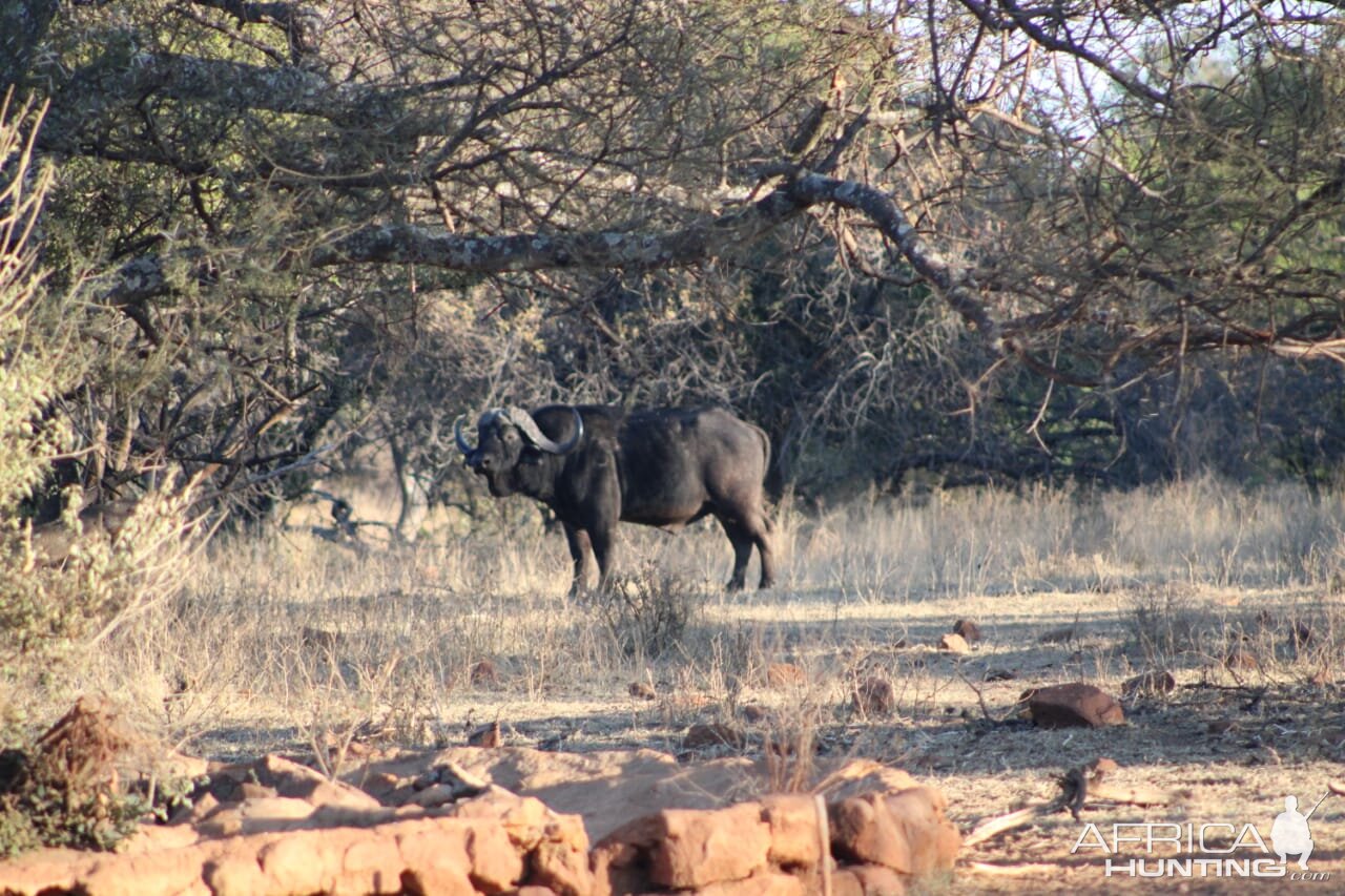 Buffalo South Africa