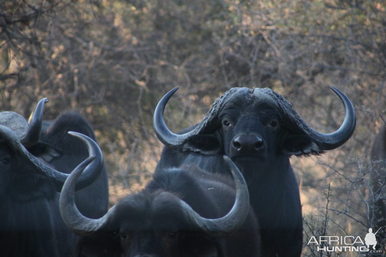 Buffalo South Africa