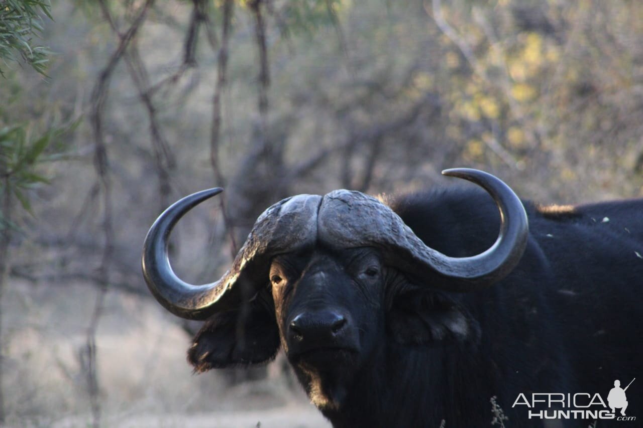 Buffalo South Africa