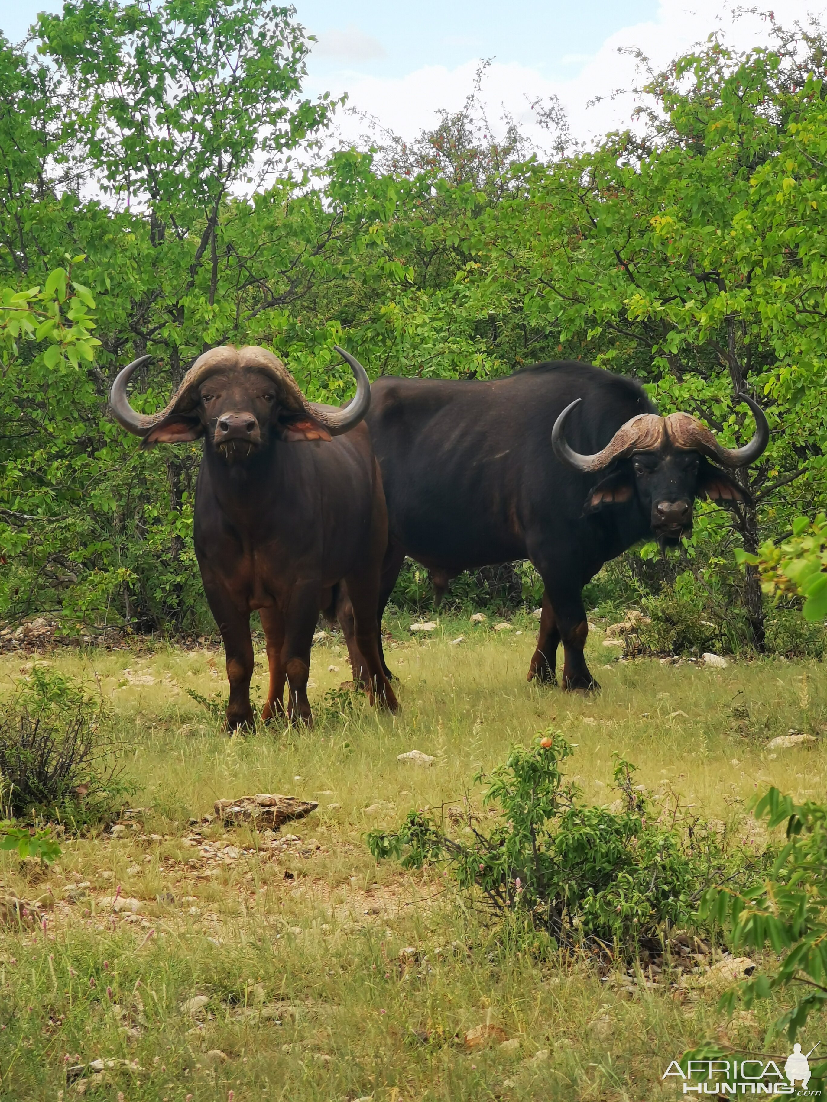 Buffalo South Africa