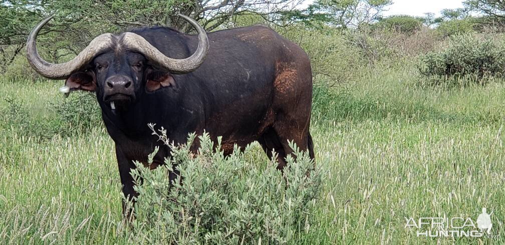 Buffalo South Africa