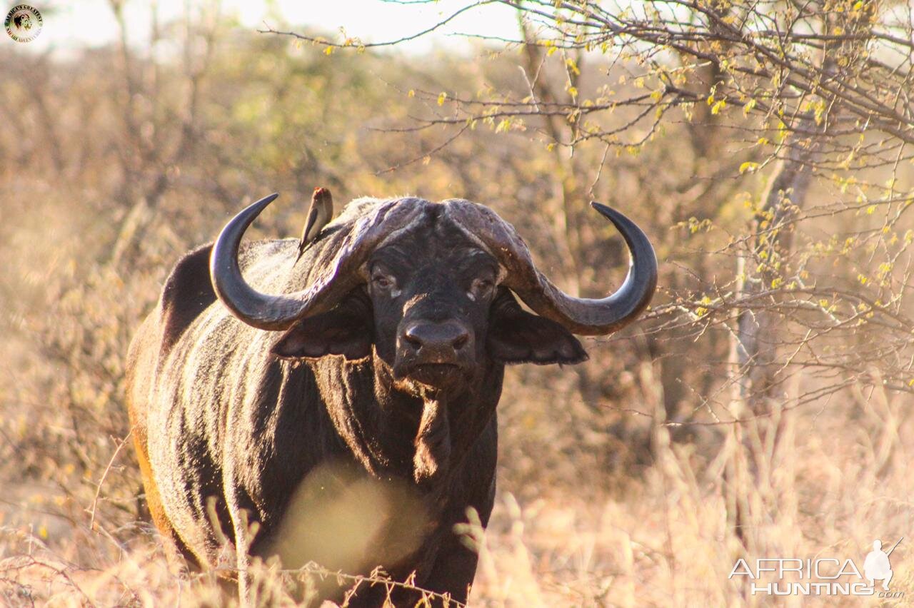 Buffalo South Africa