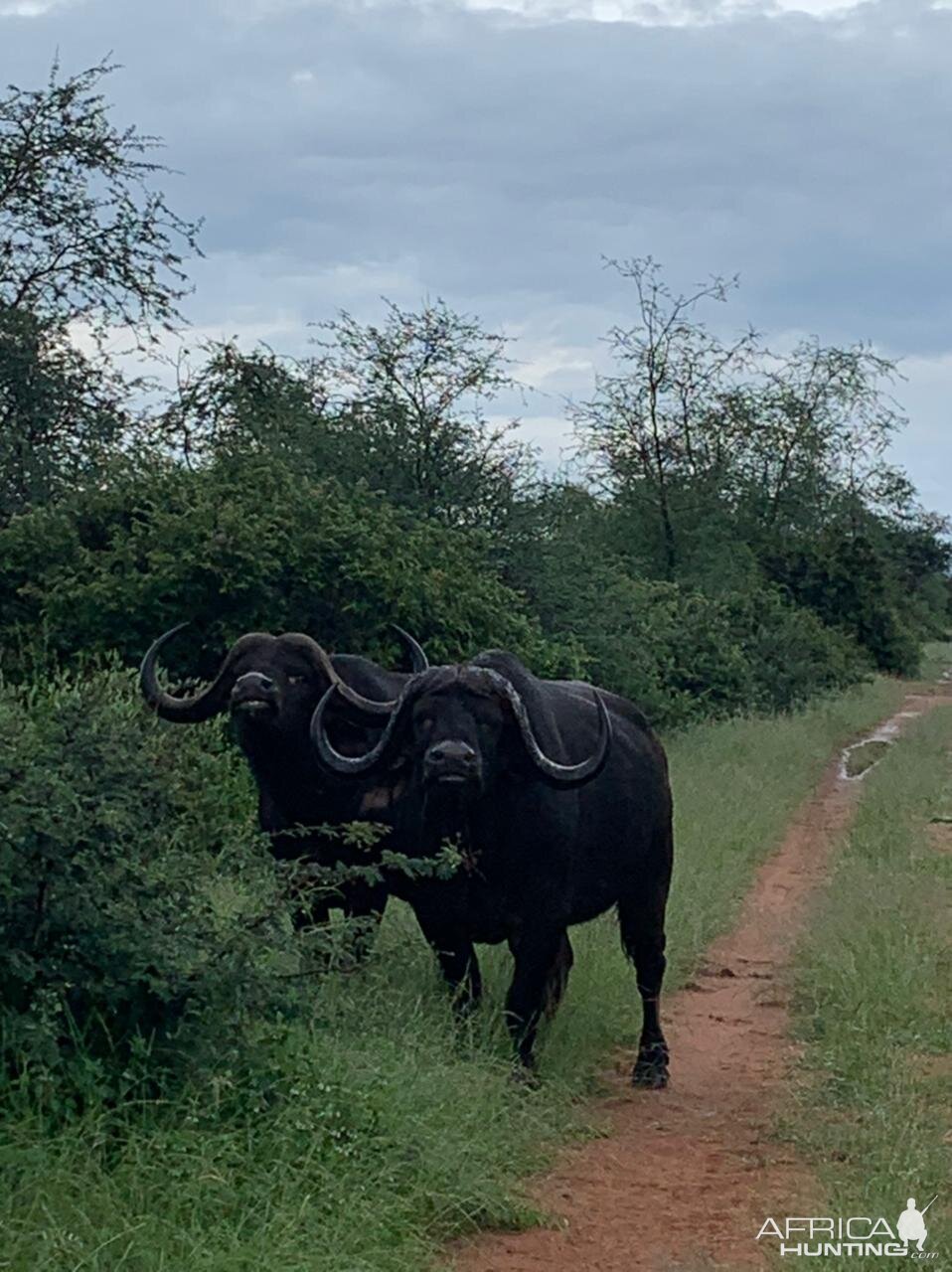 Buffalo South Africa