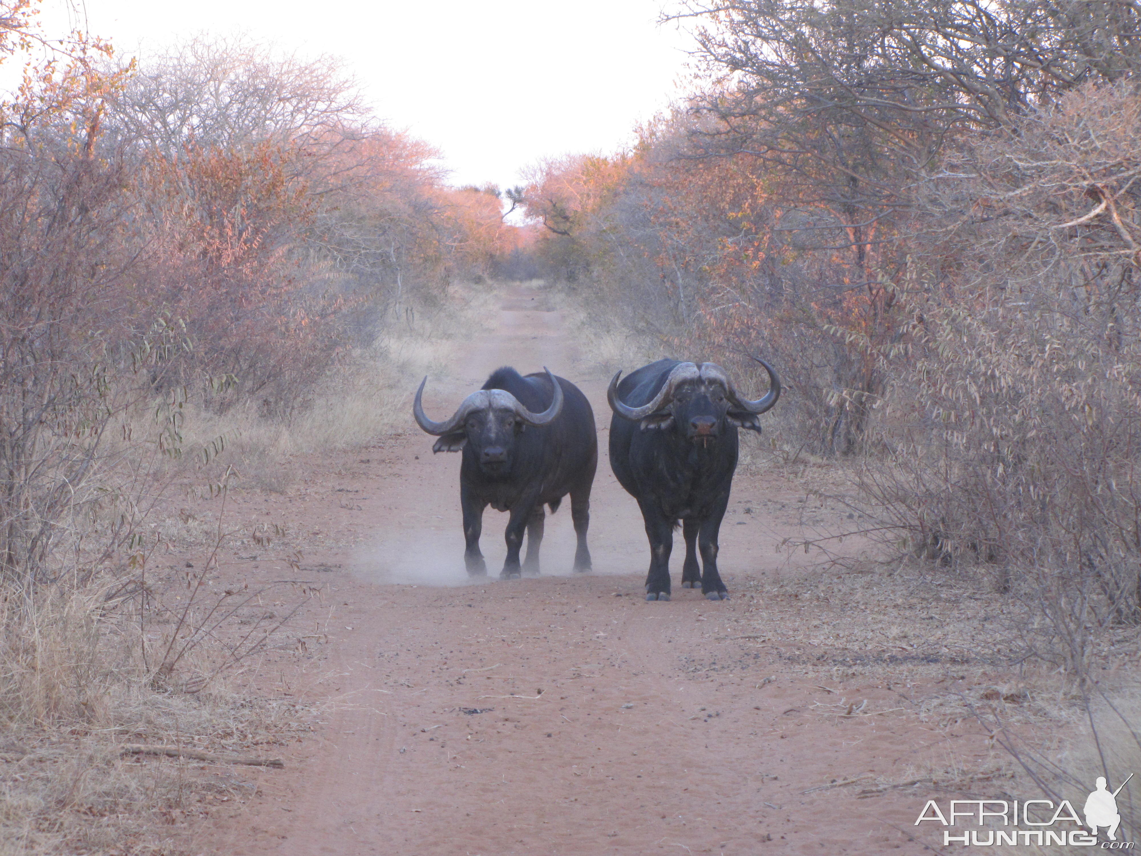 Buffalo South Africa