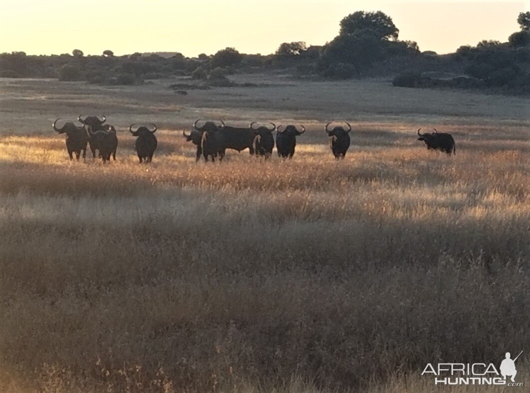 Buffalo South Africa