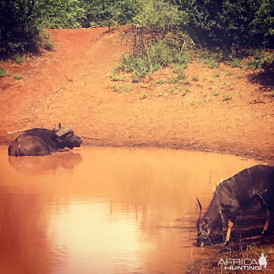 Buffalo South Africa