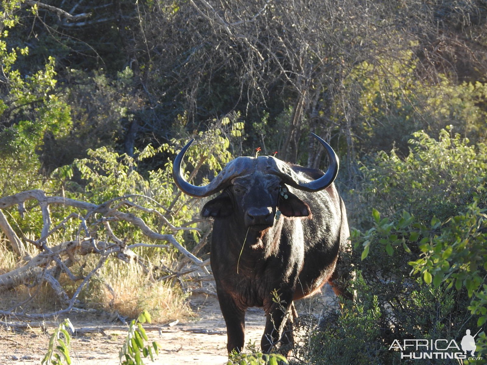 Buffalo South Africa