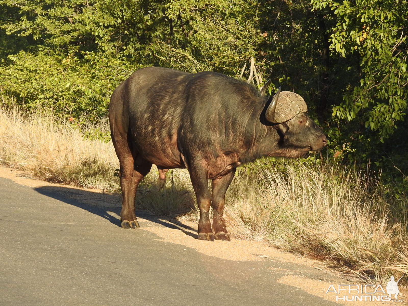 Buffalo South Africa