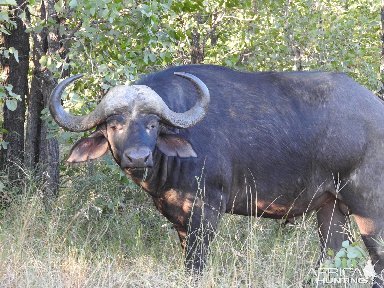 Buffalo South Africa